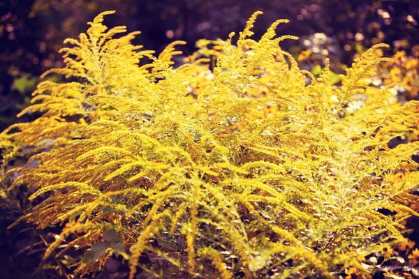 自然の美味の花背景 — ストック写真