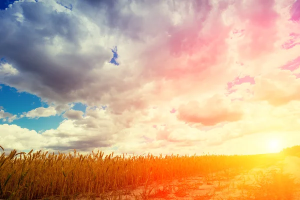 Bel Cielo Nuvoloso Tramonto Sopra Strada Sterrata Nel Campo Grano — Foto Stock