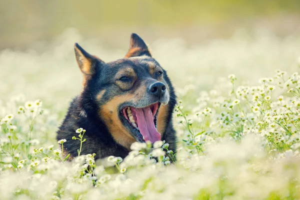 Собака Гуляет Цветочному Лугу — стоковое фото