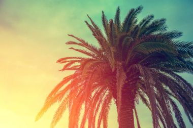 Karşı günbatımı gökyüzü palmiye ağacı. Tropikal akşam peyzaj.