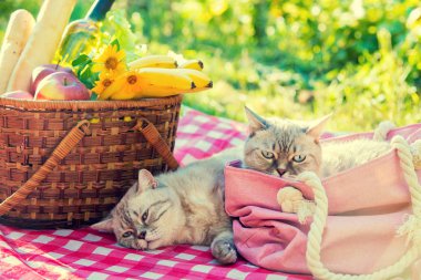 İki kedi bir battaniye bir piknik sepeti yakınındaki açık havada yaz yalan