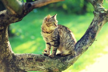Şirin kedi bir bahçede bir ağaç dalı oturur