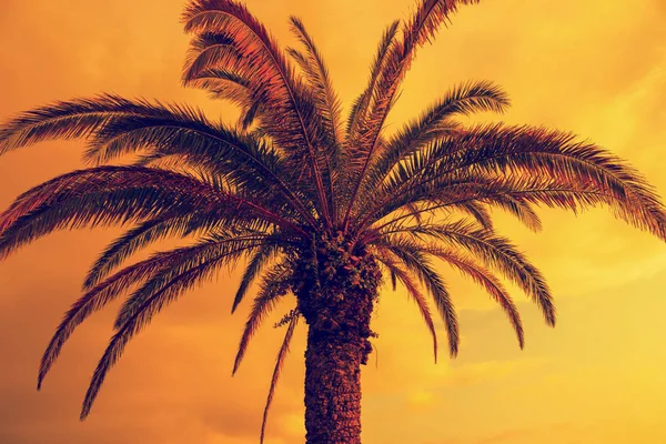 Palme Gegen Den Abendhimmel Tropische Abendlandschaft — Stockfoto