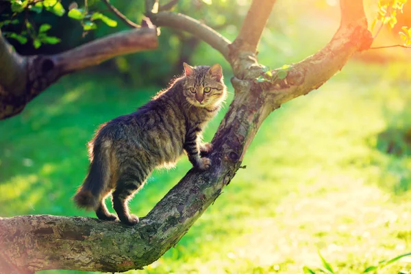 Ładny Kot Siedzi Gałęzi Drzewa Ogrodzie — Zdjęcie stockowe