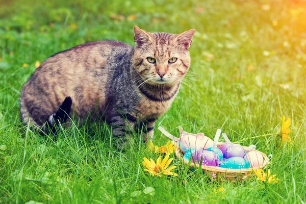 Cat Sitting Basket Colored Eggs — Stock Photo, Image