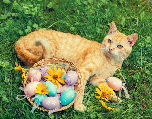 一只红猫躺在一个篮子里 上面放着彩色鸡蛋在绿色的草坪上 — 图库照片