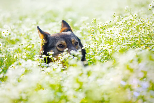 Cane Nascosto Nel Prato Fiorito — Foto Stock