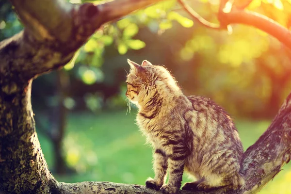 Gatto Carino Siede Ramo Albero Giardino Luce Tramonto — Foto Stock