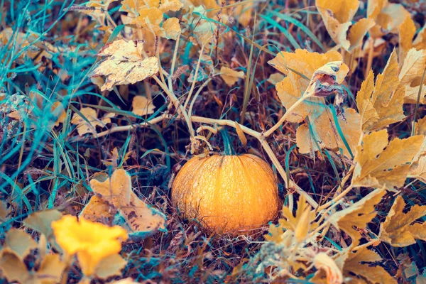 Pumpkin Growing Vegetable Garden — Stock Photo, Image