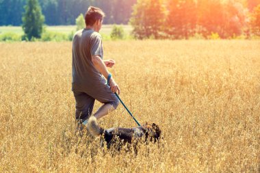 Köpek tasmalı bir yulaf alanında yaz aylarında çalışan adamla