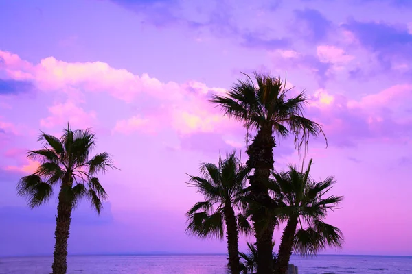 棕榈树对紫色的日落天空 热带夜景 美丽的自然 — 图库照片