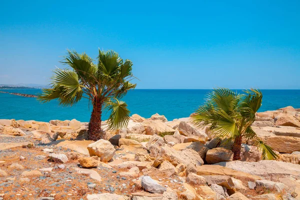 Palmen Einem Felsigen Strand Tropische Landschaft Schöne Wilde Natur — Stockfoto