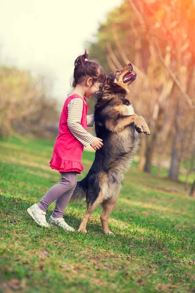 Little Girl Schooling Dog Outdoor Begging Dog Kid Dog Standing — Stock Photo, Image