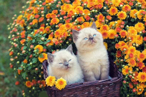 Dois Filhotes Bonitos Sentados Uma Cesta Perto Flores Margarida Laranja — Fotografia de Stock