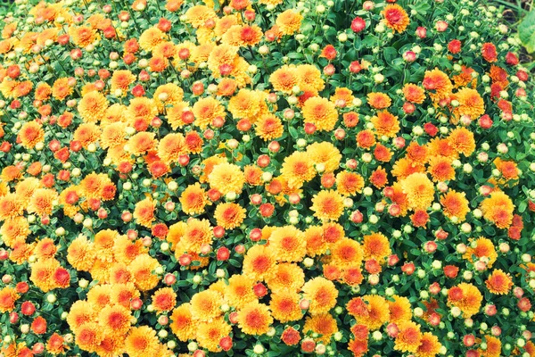 Jahrgang Blume Natürlichen Frühling Hintergrund — Stockfoto