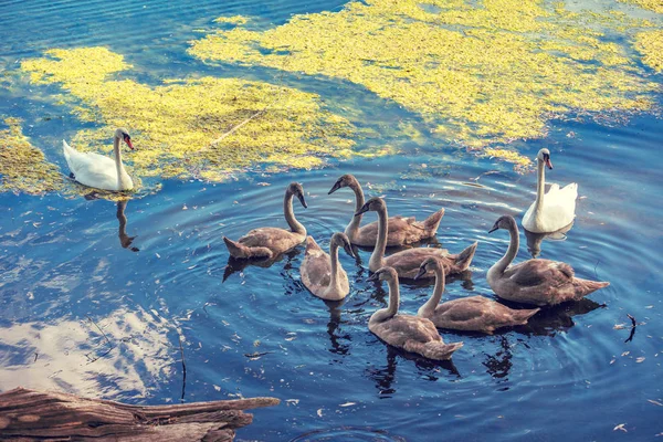 天鹅家庭在池塘游泳 — 图库照片
