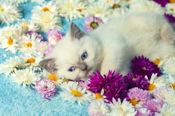 Cute Mały Kotek Kolor Punktu Leżącego Kwiaty Rumianku — Zdjęcie stockowe