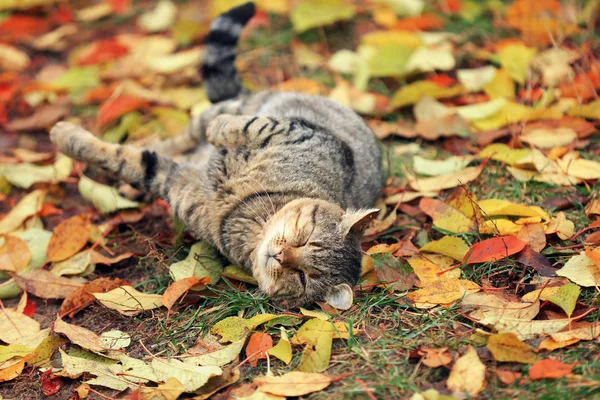 Кошка Лежит Опавших Жёлтых Листьях — стоковое фото