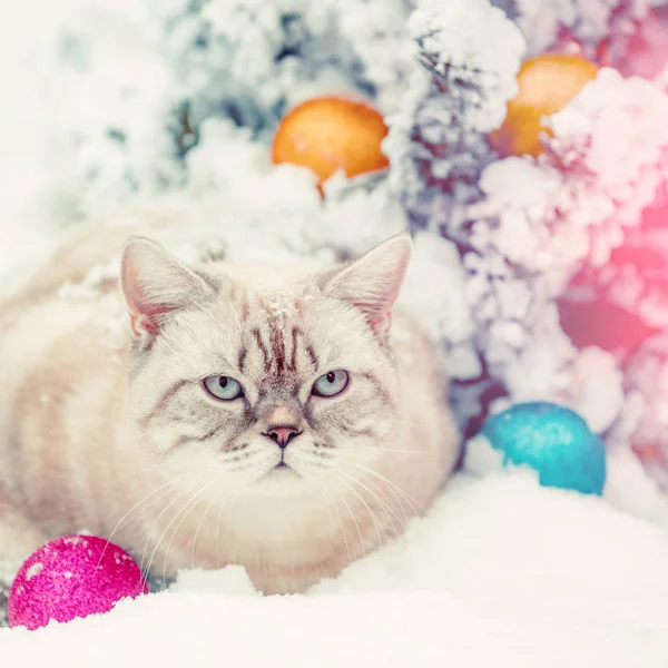 Gato Sentado Nieve Cerca Abeto Con Decoración Navidad — Foto de Stock