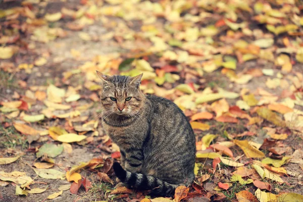 Кот Сидит Листьях Осенью — стоковое фото