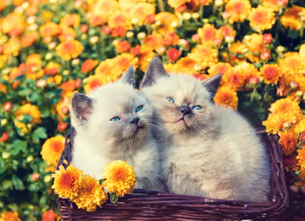 Dois Filhotes Bonitos Sentados Uma Cesta Perto Flores Laranja — Fotografia de Stock