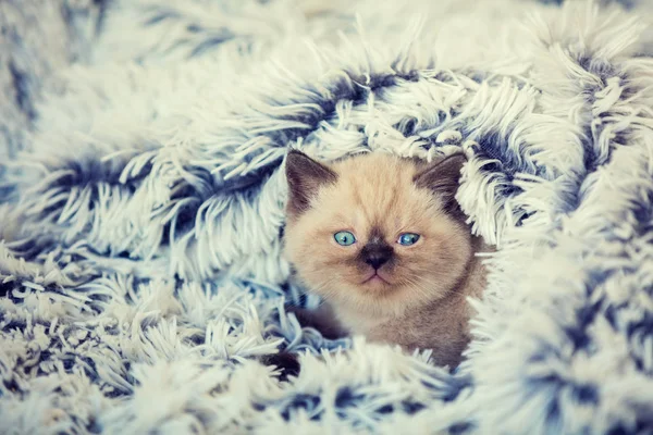 Niedliches Kleines Kätzchen Auf Der Weichen Flauschigen Blauen Decke Liegend — Stockfoto