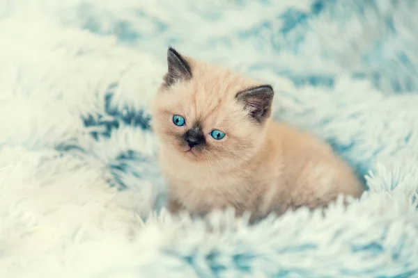 Cute Little Kitten Lying Soft Fluffy Blue Blanket — Stock Photo, Image