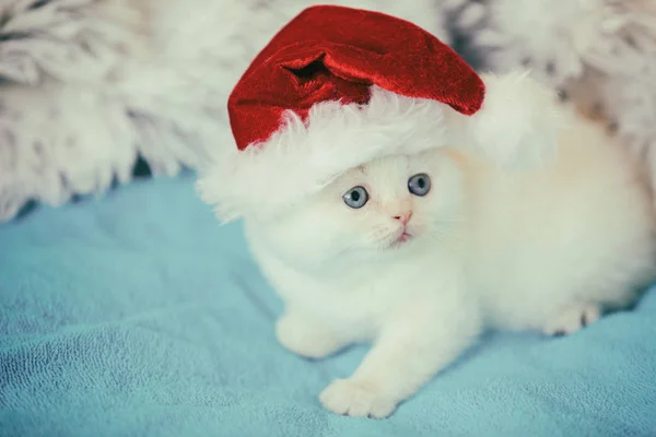 Kleine Kitten Met Kerstman Hoed Liggend Een Blauwe Deken — Stockfoto