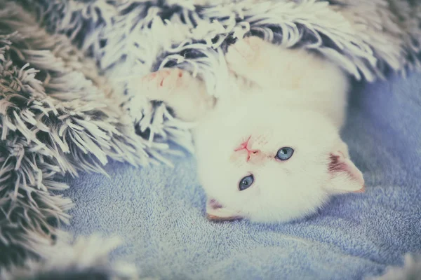 Sevimli Küçük Kedi Yavrusu Kabarık Bir Battaniye Ile Örtülü — Stok fotoğraf