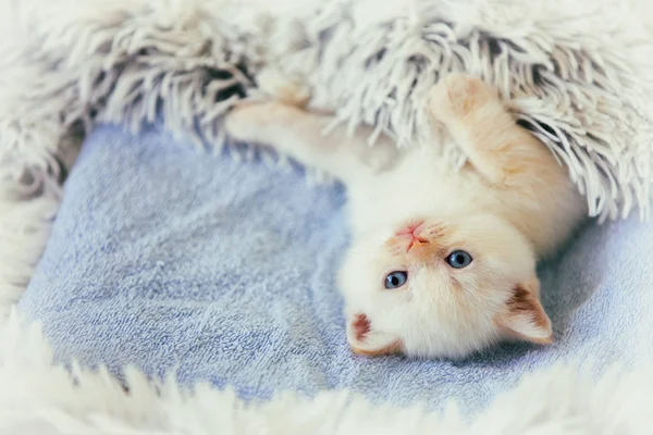 Cute Little Kitten Covered Fluffy Blanket — Stock Photo, Image