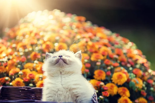 Sevimli Küçük Kedi Yavrusu Turuncu Papatya Çiçekler — Stok fotoğraf