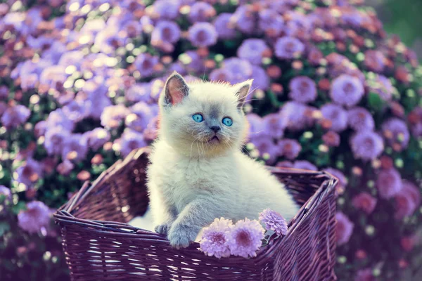 Cute Little Kitten Basket Garden Violet Daisy Flowers — Stock Photo, Image