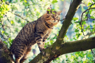 Şirin kedi bir bahçe içinde ağaç dal baharda çiçek açması meyve bahçesinde duruyor