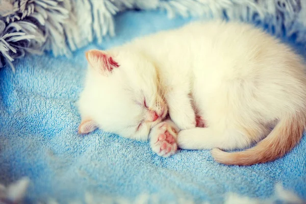 Schlafendes Süßes Kleines Kätzchen Liegt Auf Einer Flauschigen Decke — Stockfoto