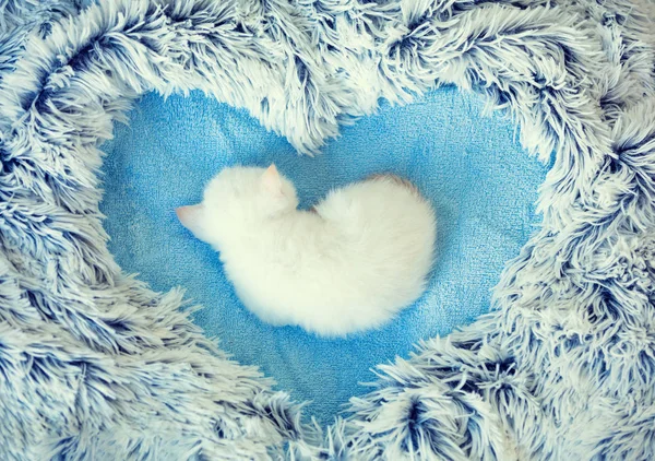 Mały Kotek Spanie Pozie Noworodka Kocu Kształcie Serca — Zdjęcie stockowe