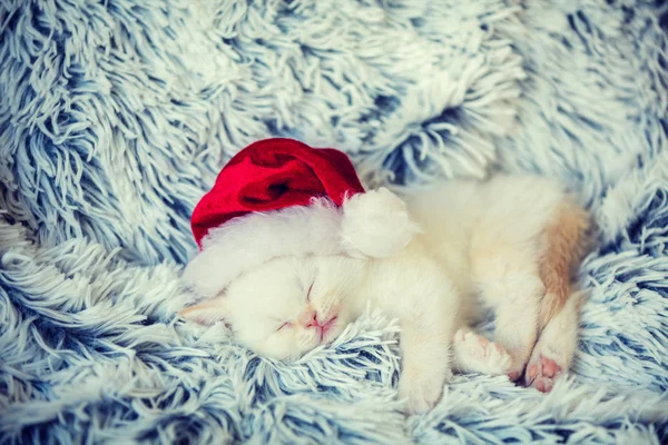 Sleeping Little Kitten Wearing Santa Claus Hat Kitten Lays Fluffy — Stock Photo, Image