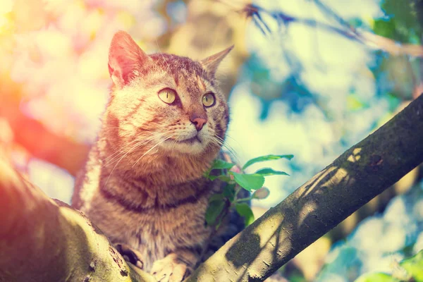 Ładny Kot Leży Gałęzi Drzewa Ogrodzie Wiosną Sadzie Kwitnących — Zdjęcie stockowe