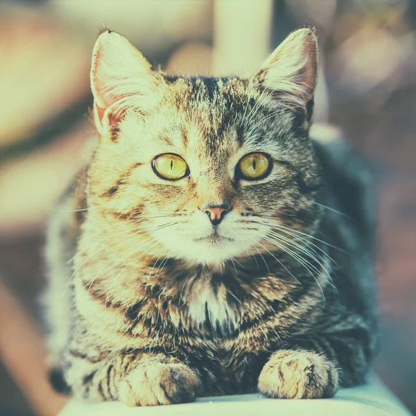 Vintage portrait of a cat lying outdoor in the yard in summer. Relaxing cat. Cat looking at camera