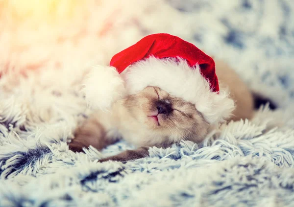 Sleeping Little Kitten Wearing Santa Claus Hat Kitten Lays Fluffy — Stock Photo, Image