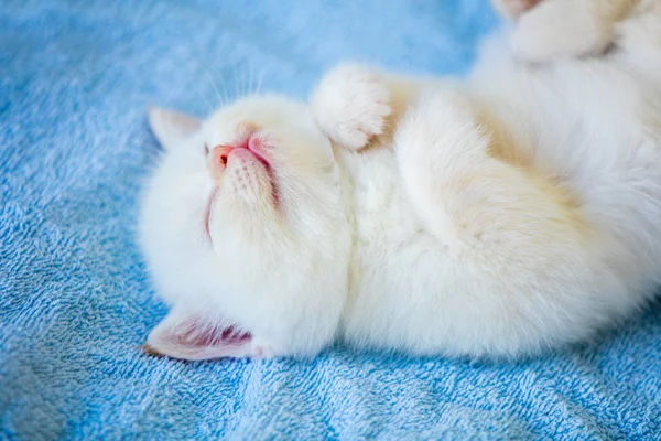 Βάζει Μια Χνουδωτή Κουβέρτα Ύπνου Χαριτωμένο Μικρό Γατάκι — Φωτογραφία Αρχείου