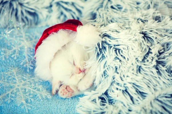 Schlafendes Kleines Kätzchen Mit Weihnachtsmannmütze Kätzchen Legt Sich Auf Eine — Stockfoto