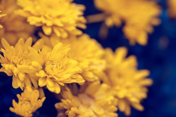 Flores Florescentes Jardim — Fotografia de Stock
