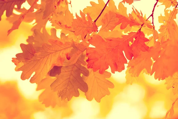 Dubové Větve Žluté Listí Lese Podzim — Stock fotografie