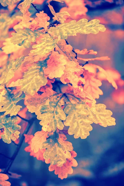 秋天森林里有五颜六色树叶的橡木枝 — 图库照片