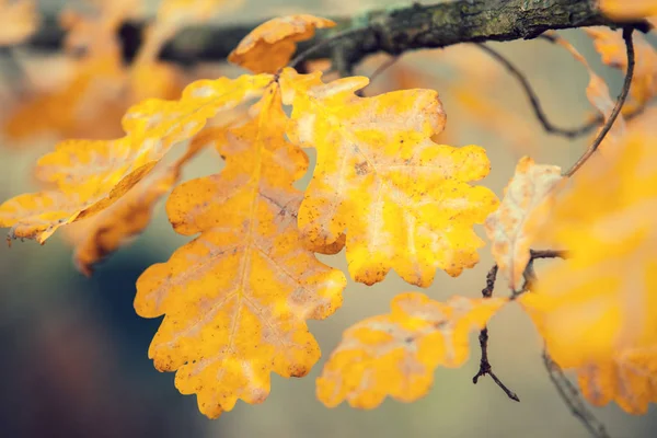 Ramo Quercia Con Foglie Gialle Nella Foresta Autunno — Foto Stock