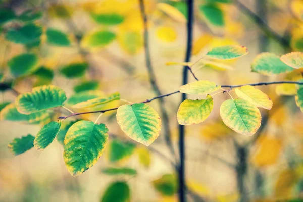 Ветви Разноцветными Листьями Лесу Осенью — стоковое фото