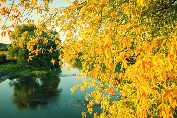 Paisagem Outono Com Lago Ramos Com Folhas Amarelas Sobre Lago — Fotografia de Stock