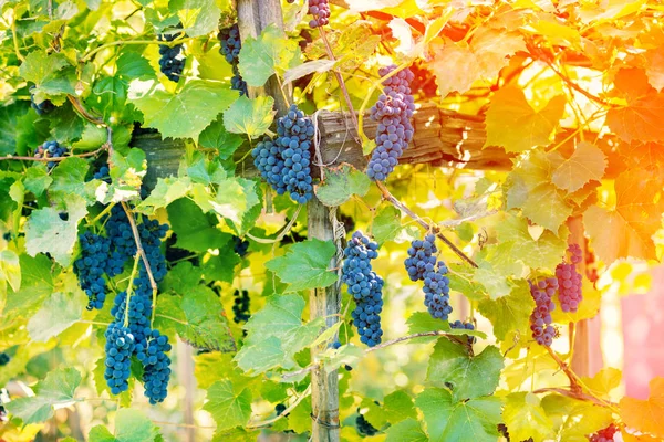 Grapevine Naplemente Fény Vörös Bor Szőlő — Stock Fotó