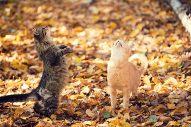 İki dilenci kedi üzerinde düşen yapraklar sonbaharda açık yürüyüş
