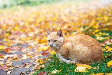 Zencefil kedi düşmüş oturan bir sonbahar Bahçe yaprakları